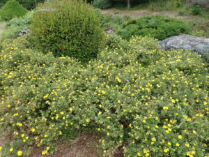 キンロバイ　全体